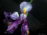 unknow artist Realistic Orchid